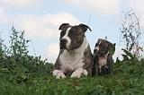 AMSTAFF  ADULT & PUPPIES 088